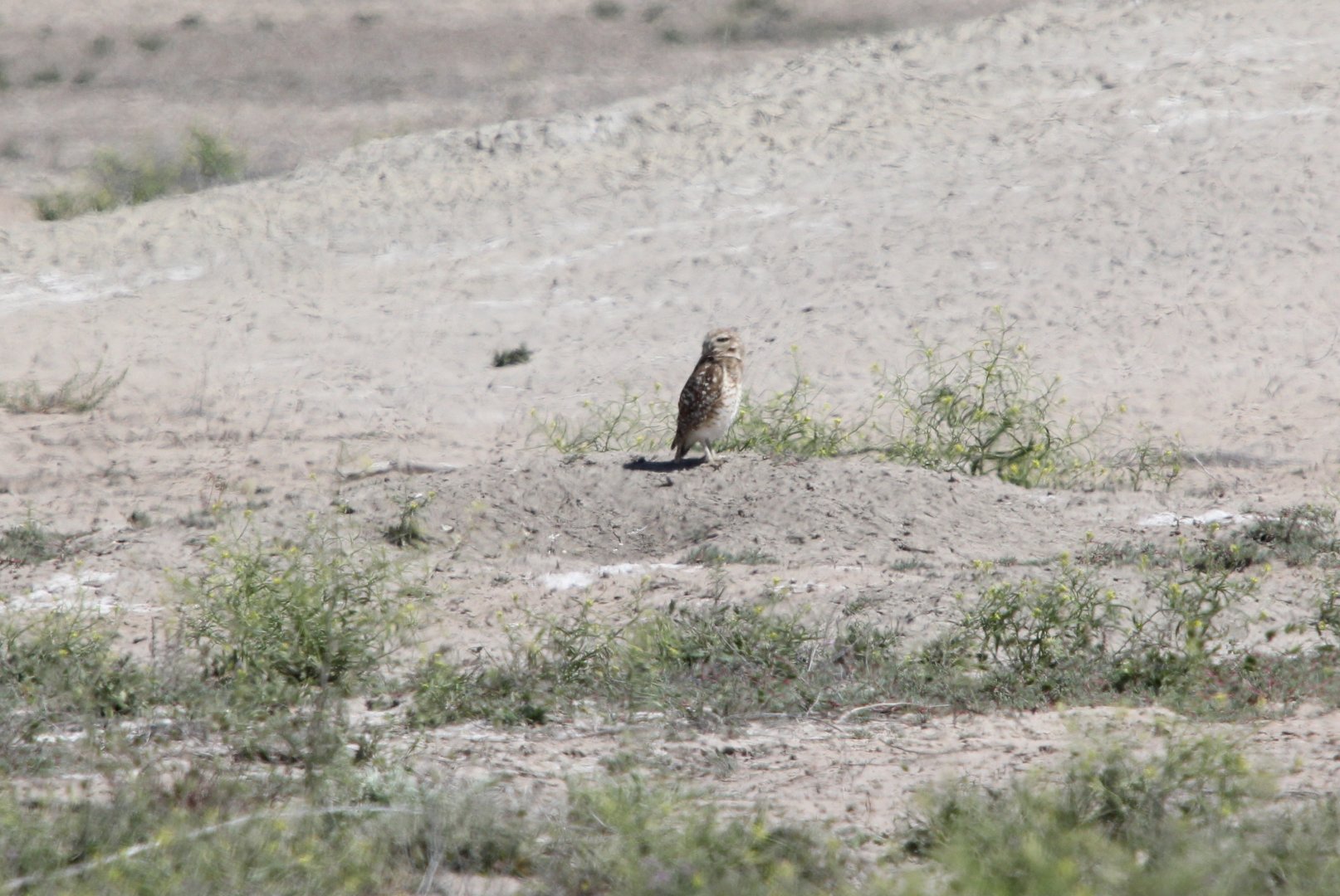 burrowing owl (Athene cunicularia)