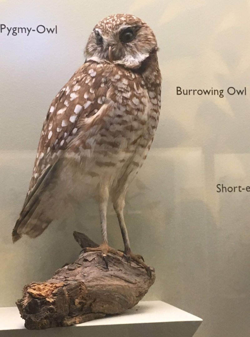 Burrowing owl (Athene cunicularia)