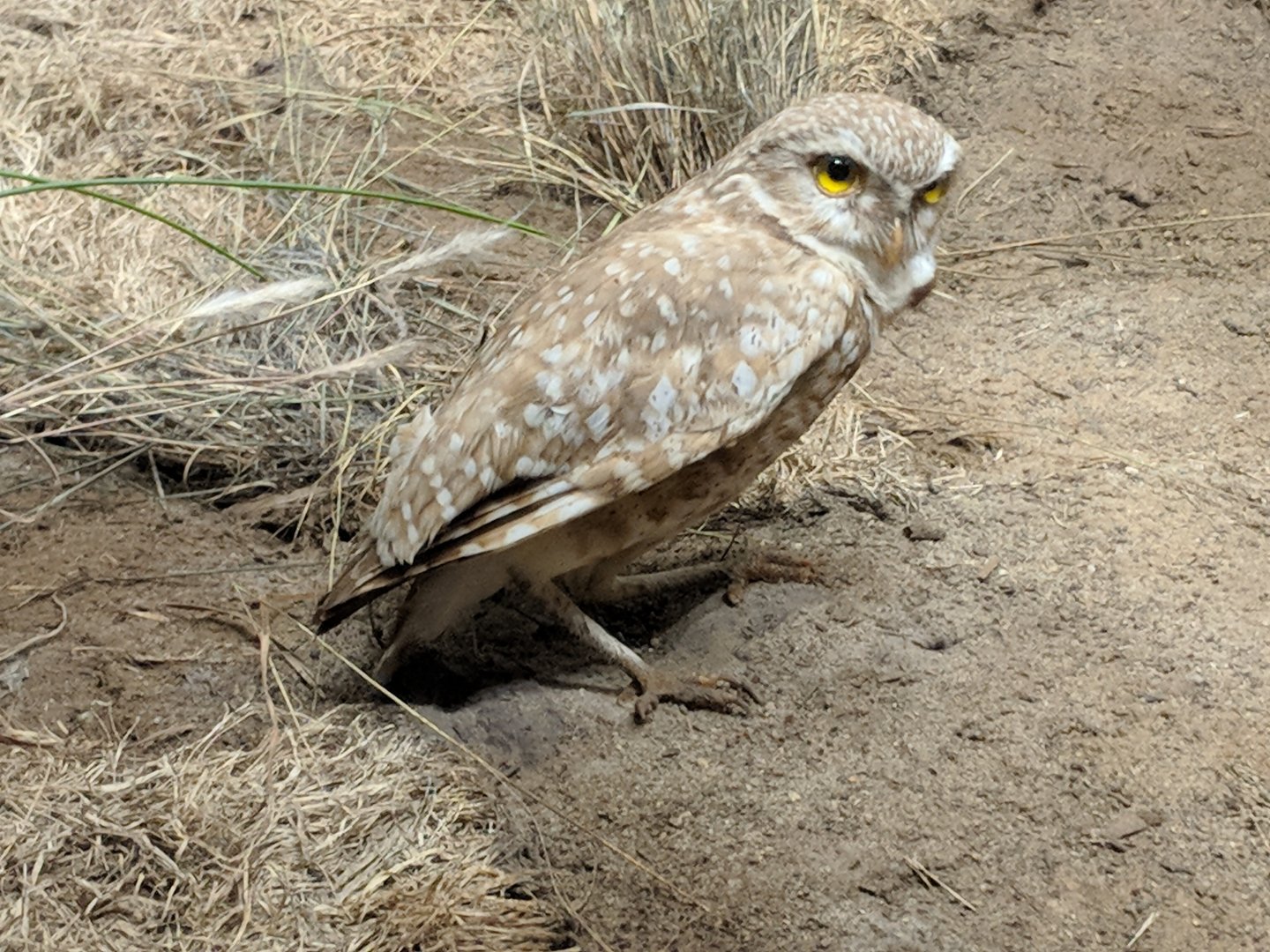 Burrowing owl (Athene cunicularia)