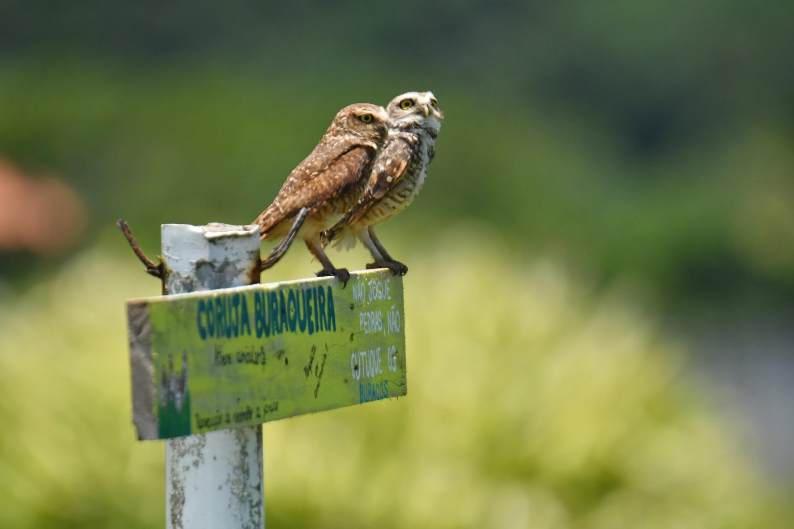 Burrowing owl (Athene cunicularia)