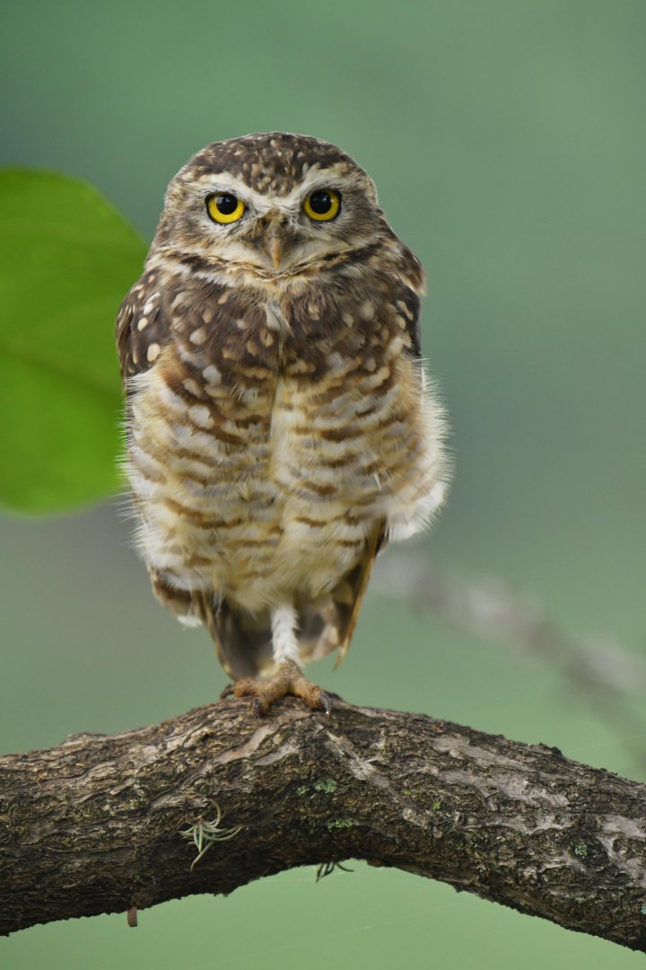 Burrowing Owl (Athene cunicularia)