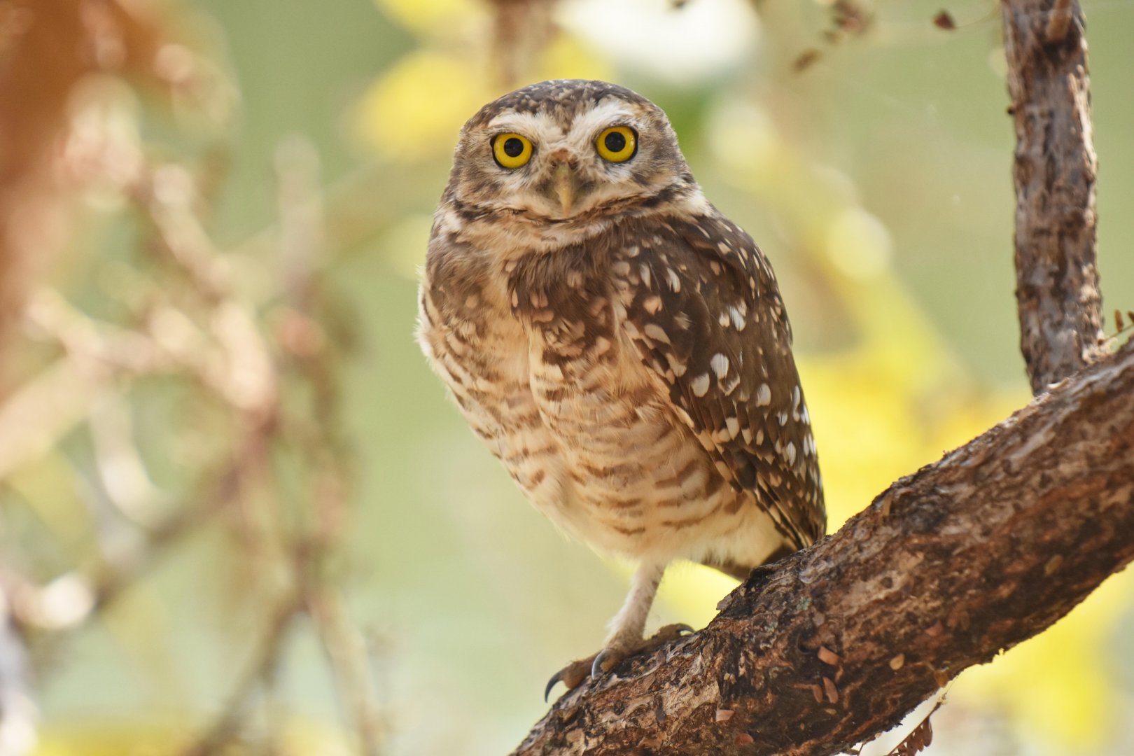 Burrowing Owl (Athene cunicularia)