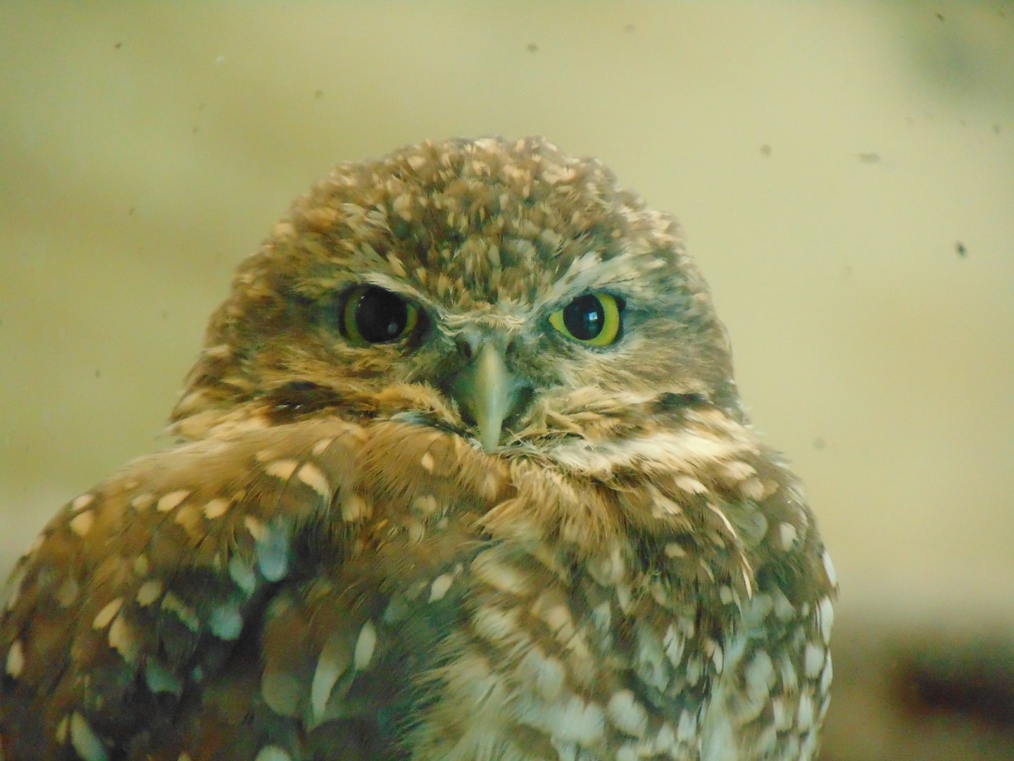 Burrowing Owl (Athene cunicularia)