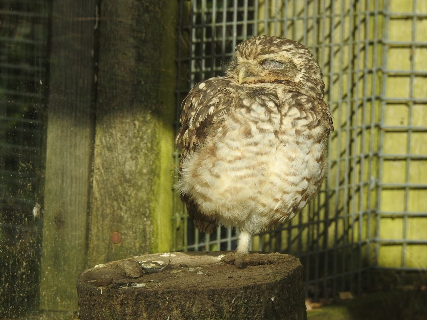 Burrowing Owl (Athene cunicularia)