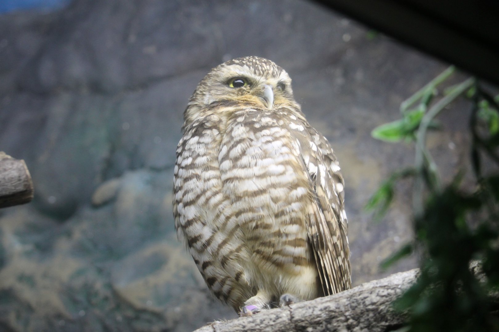 Burrowing Owl (Athene cunicularia)