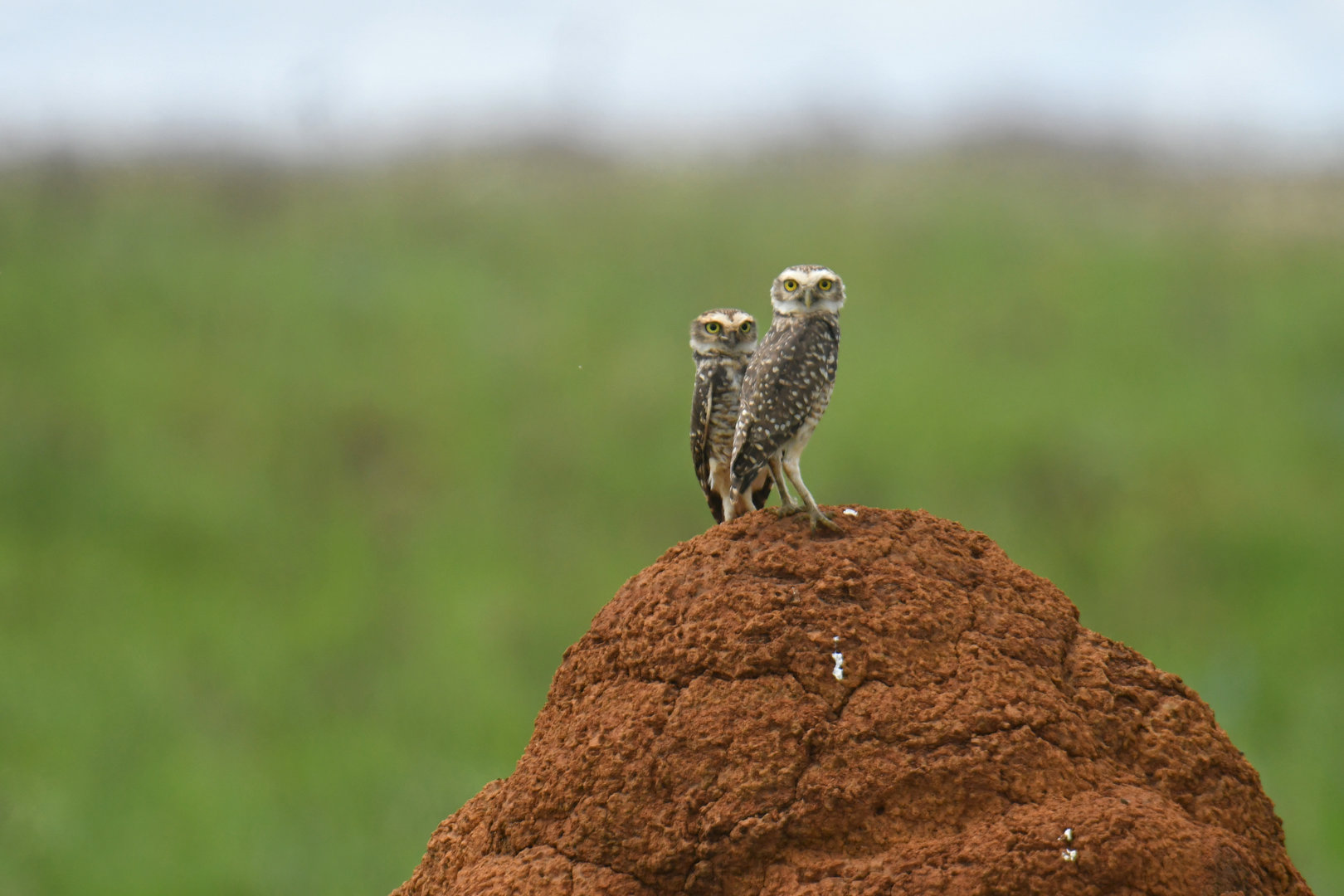 Burrowing Owl Athene cunicularia