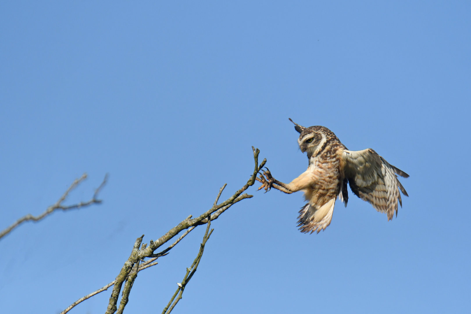 Burrowing Owl Athene cunicularia