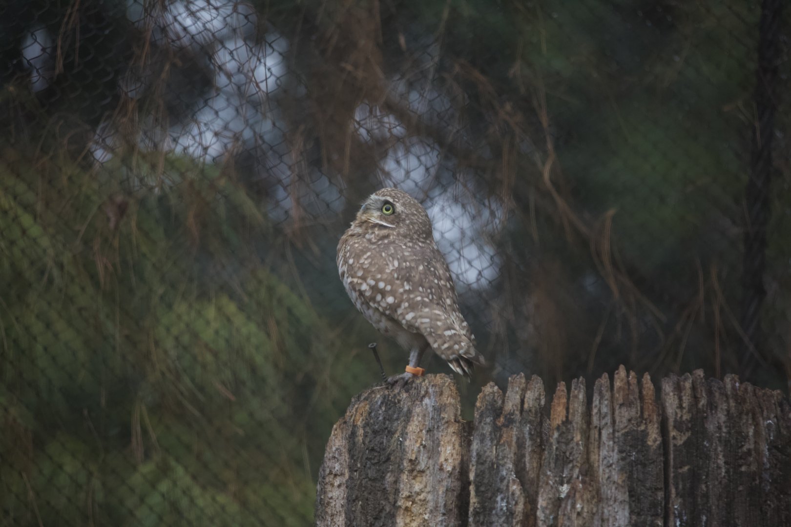 Burrowing owl/ Athene cunicularia