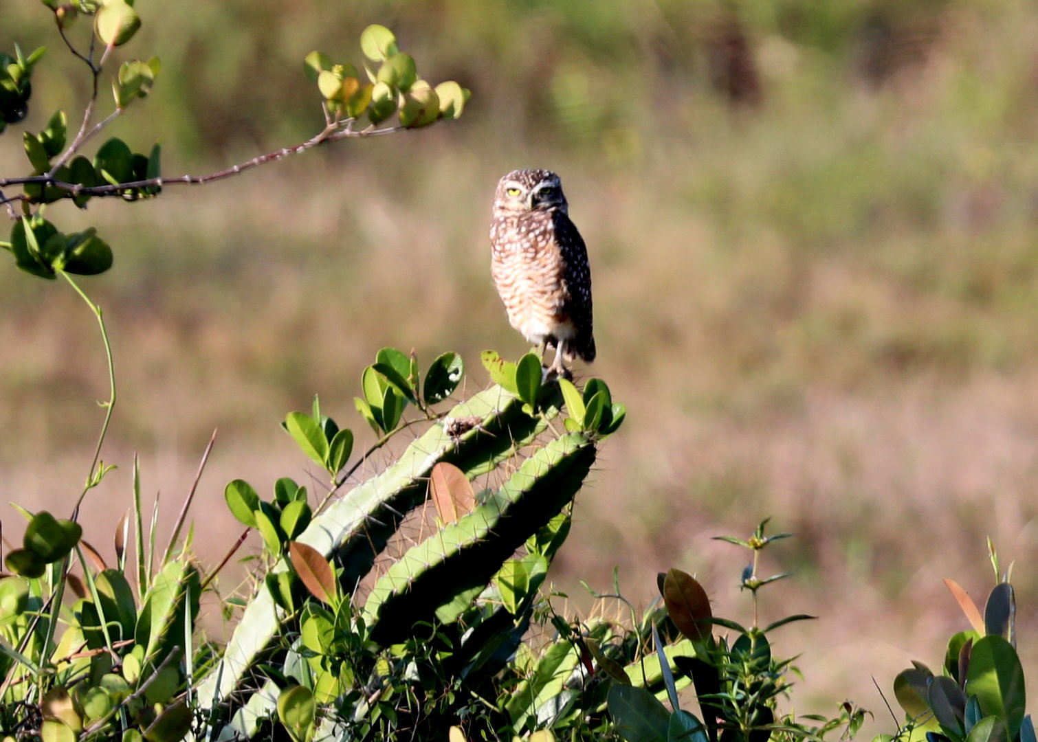 burrowing owl (Athene cunicularia)