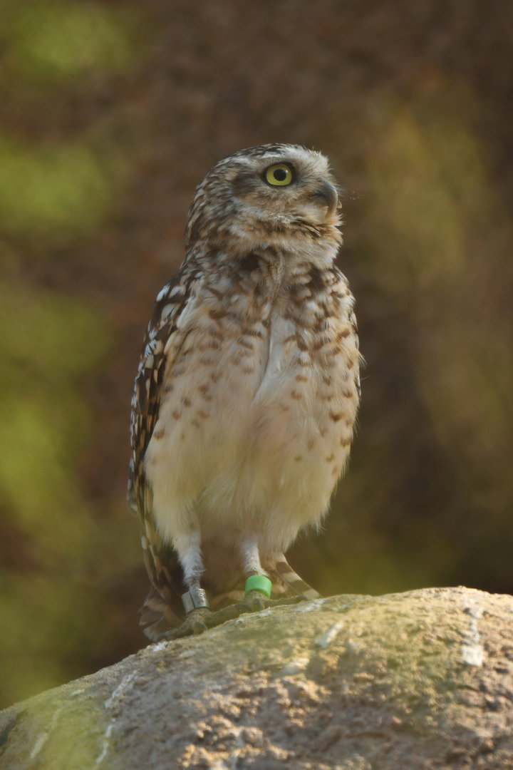 Burrowing Owl Athene cunicularia