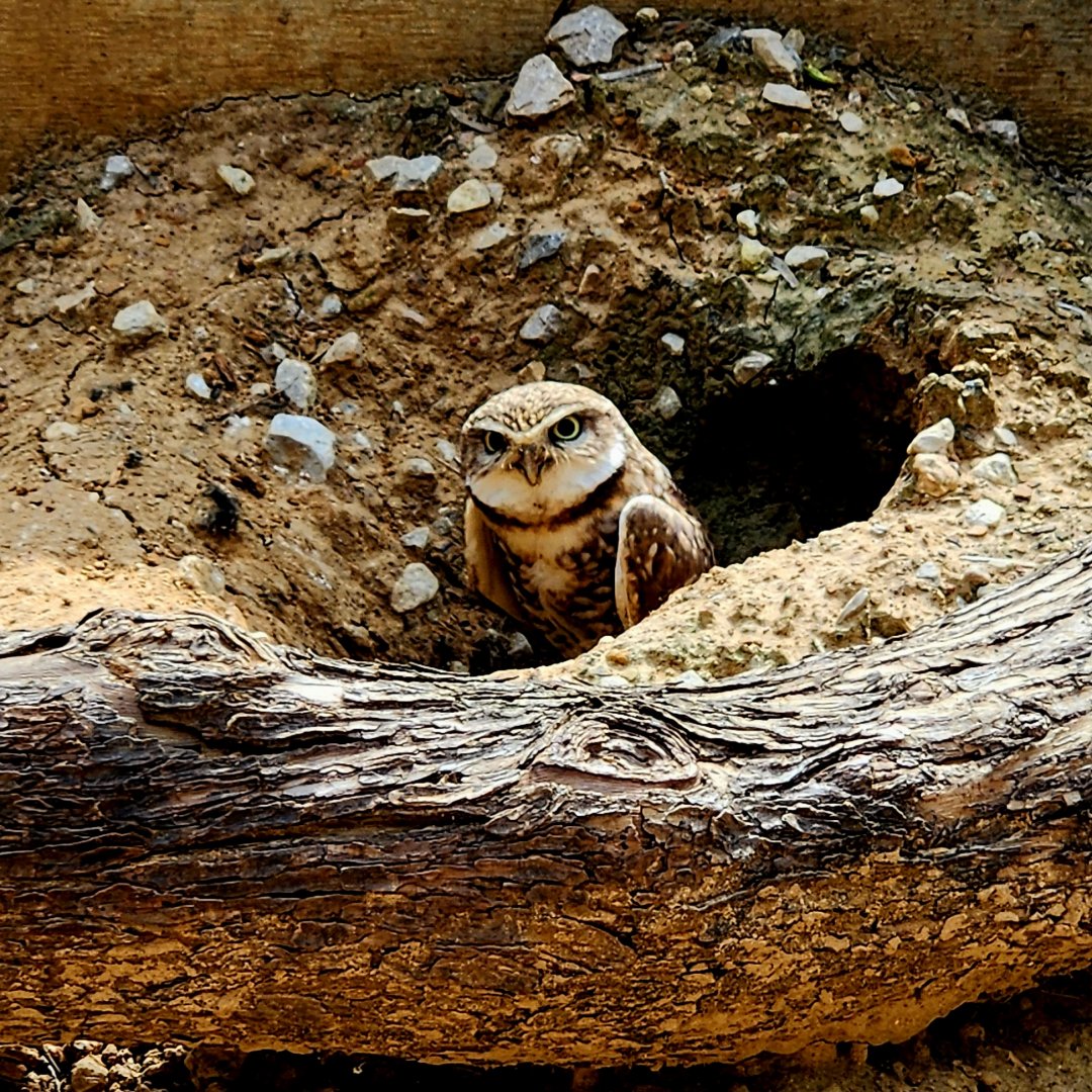 Burrowing Owl (Athene cunicularia)