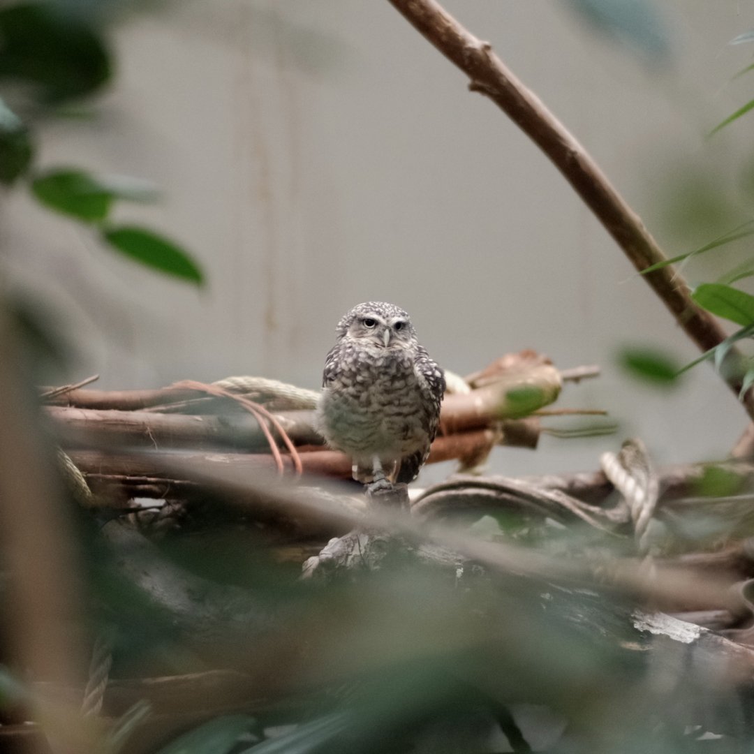 Burrowing Owl (Athene cunicularia)