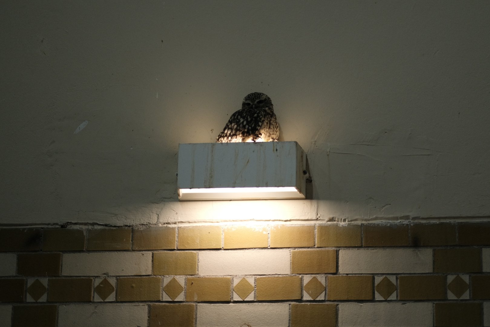 Burrowing Owl (Athene cunicularia)