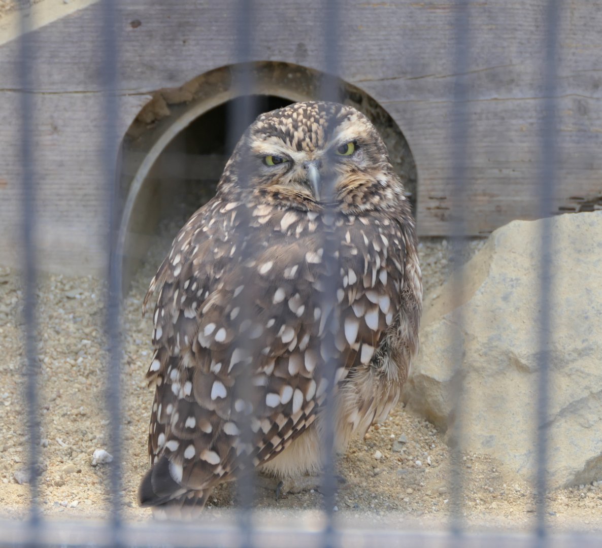 Burrowing Owl (Athene cunicularia)
