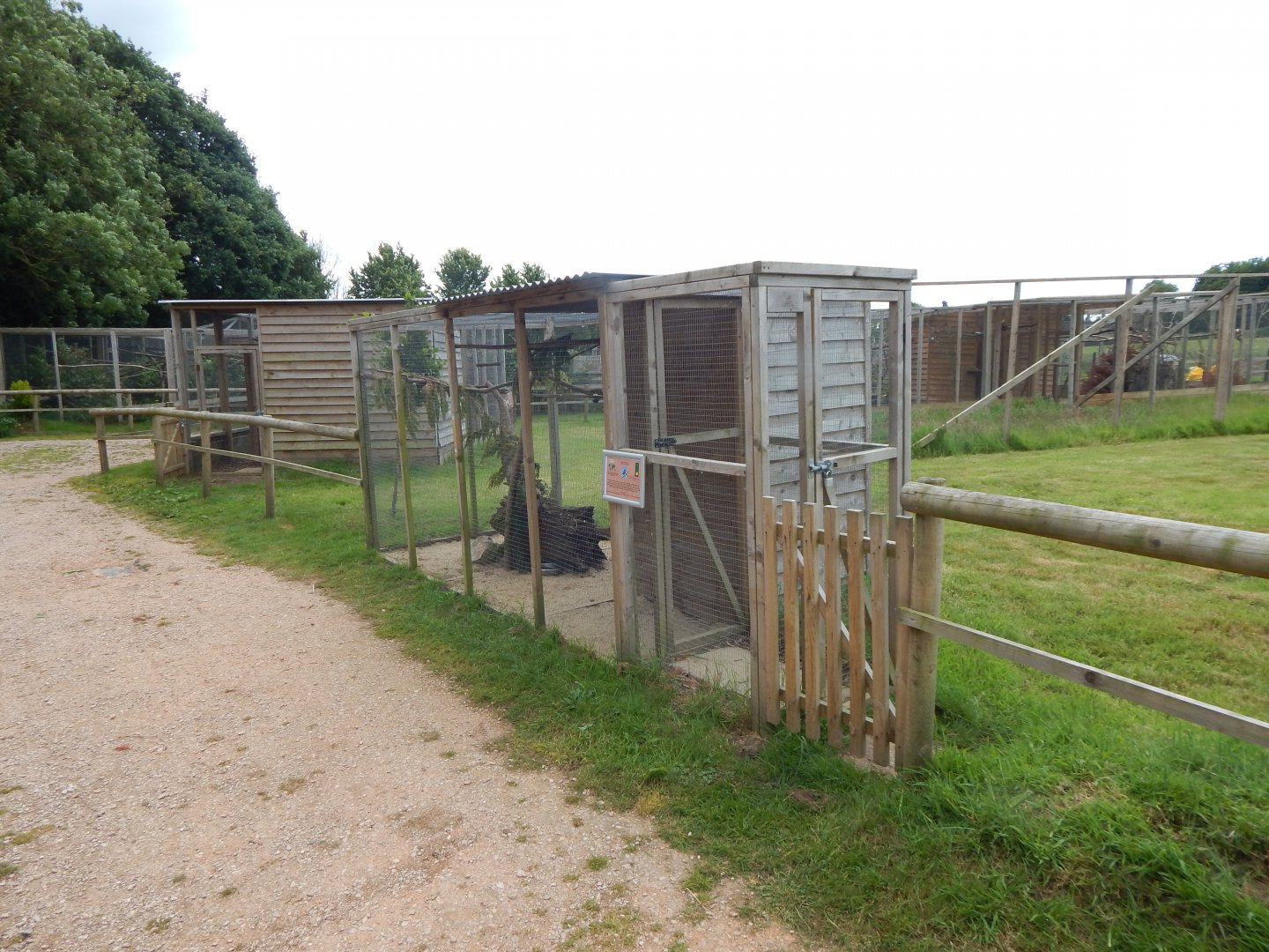 Burrowing owl aviary 060625