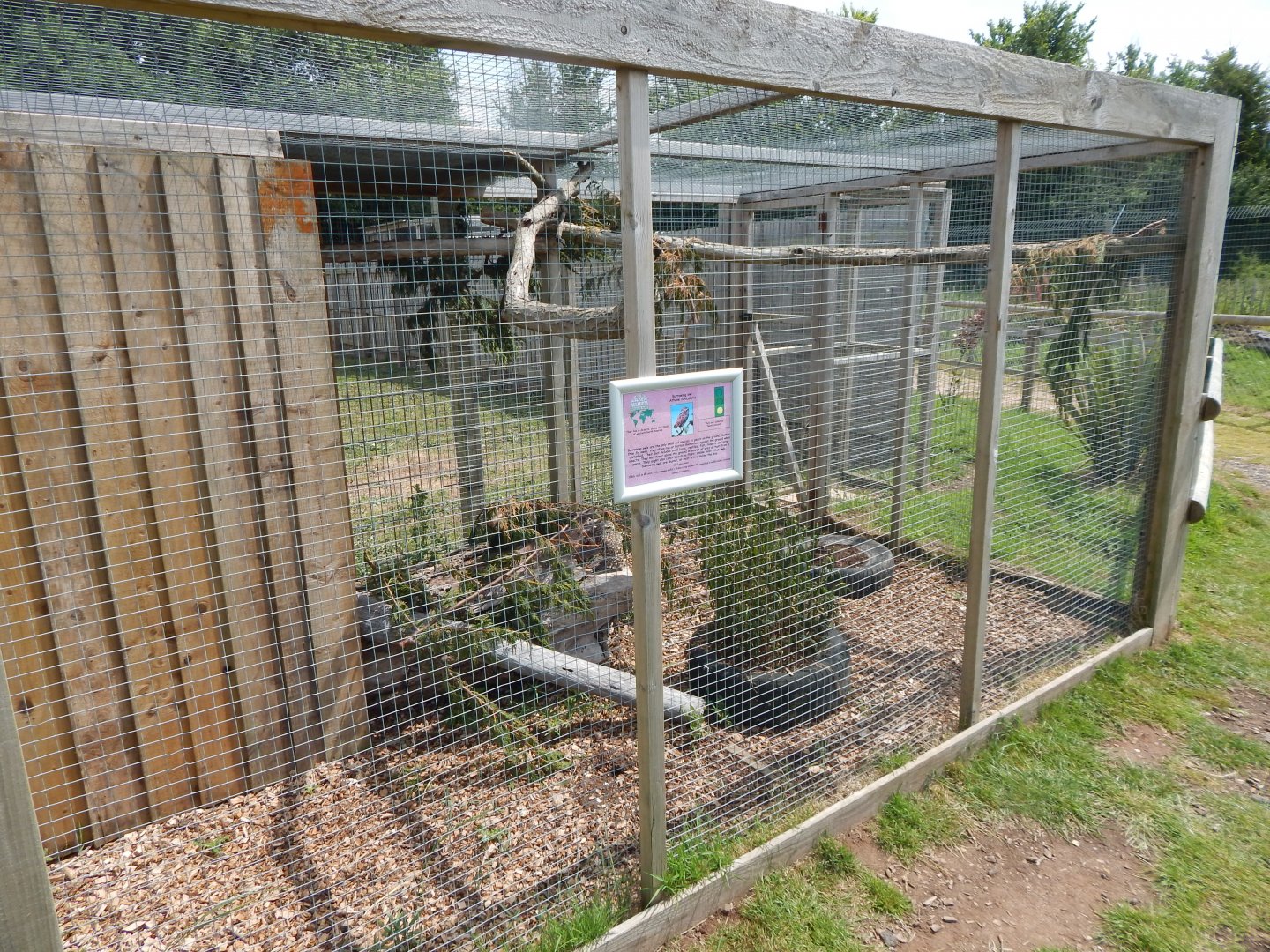 Burrowing owl aviary 060625