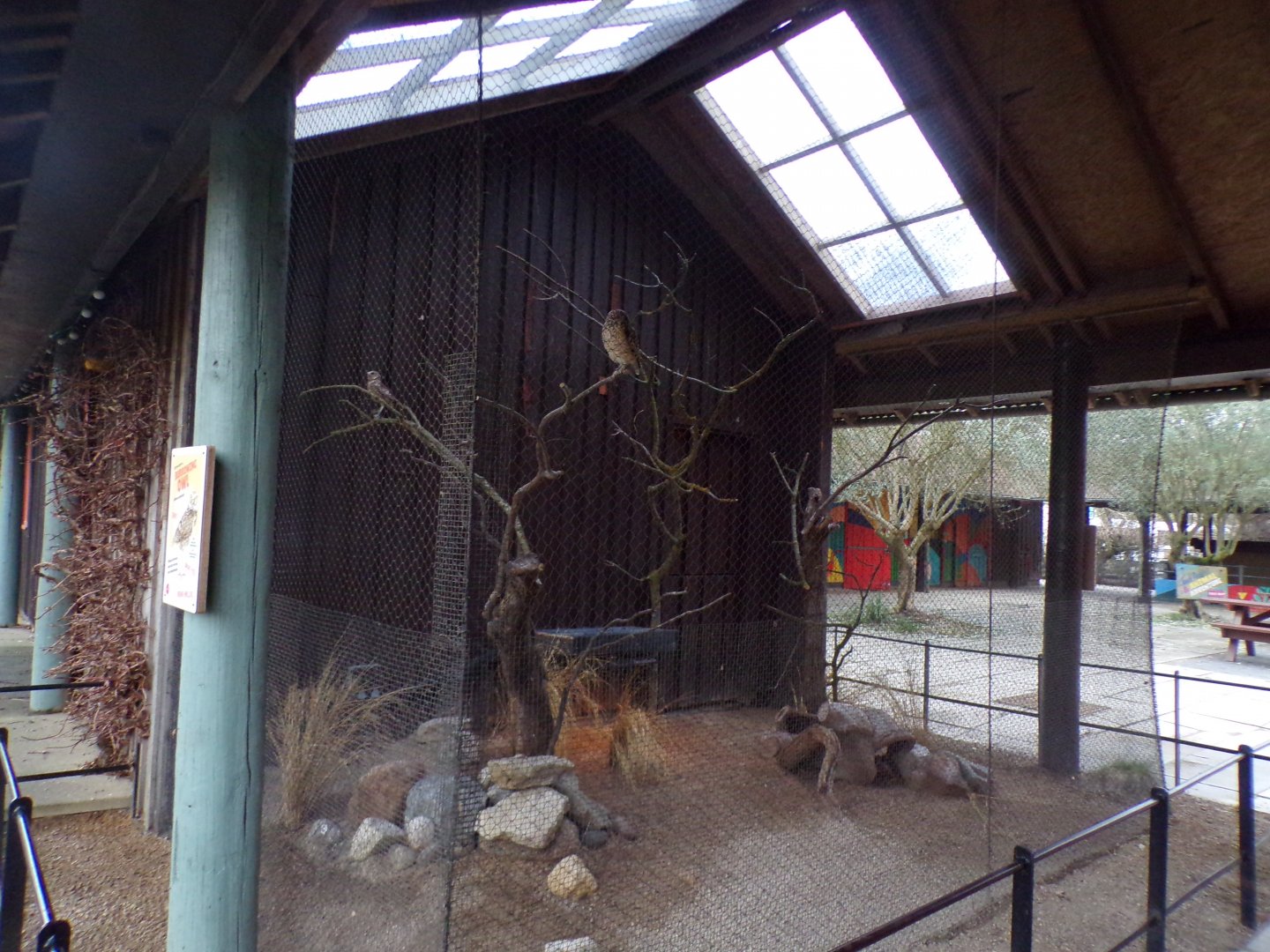 Burrowing owl aviary 11.2.25
