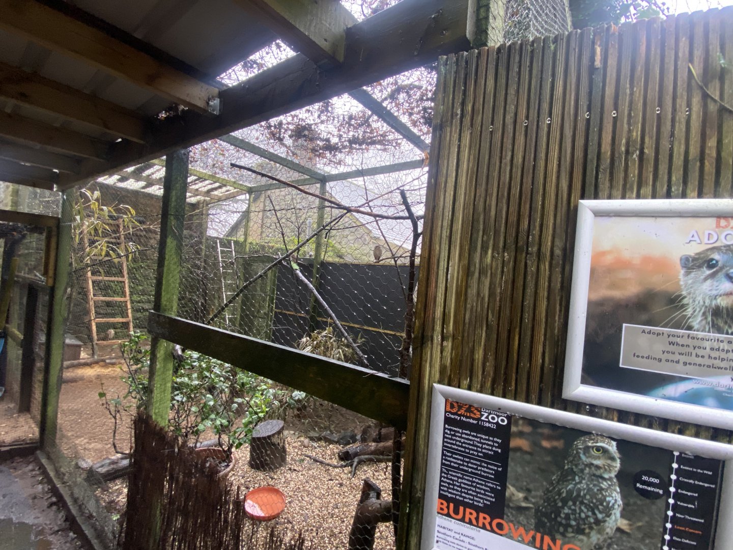 Burrowing owl aviary 140224