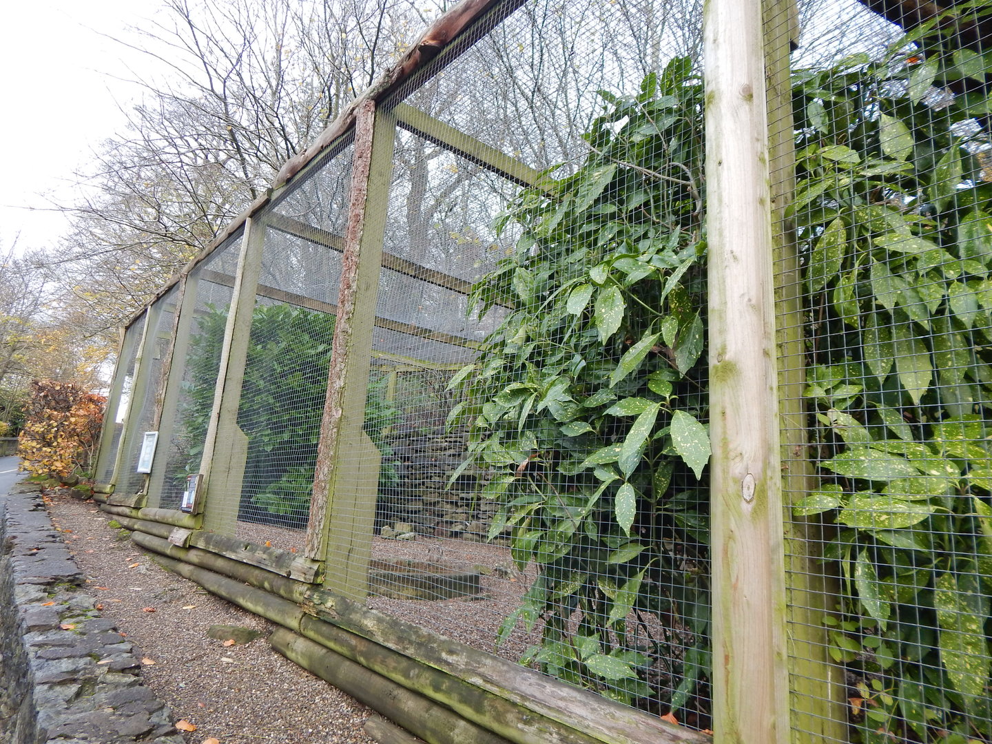 Burrowing owl aviary 241122