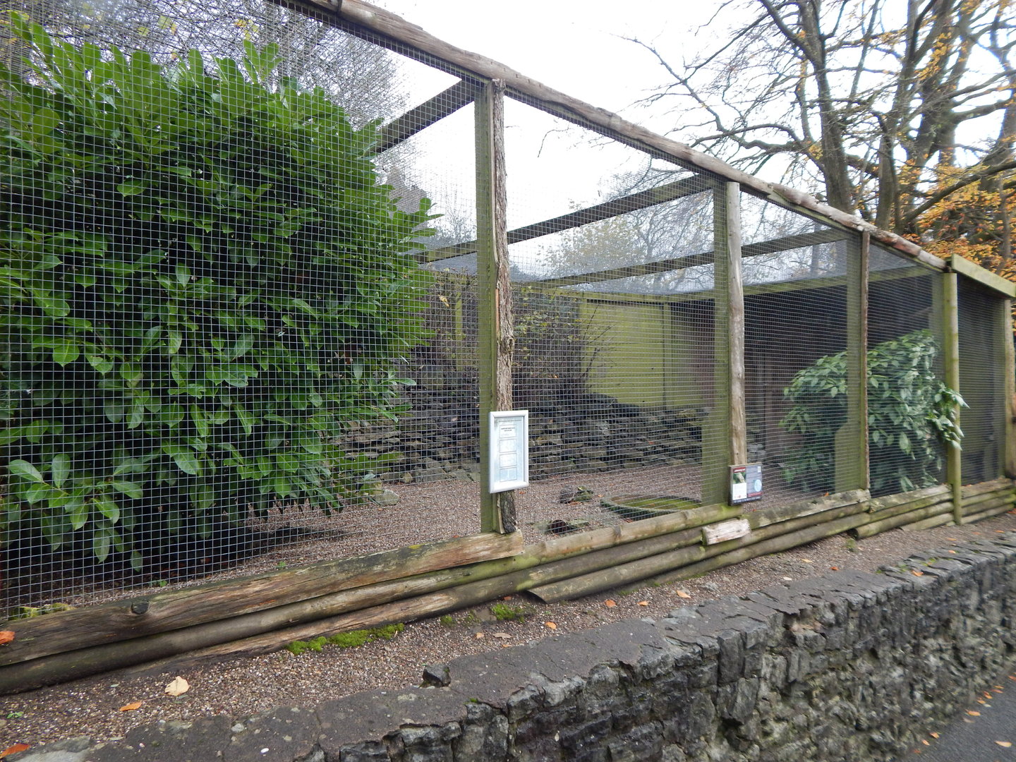 Burrowing owl aviary 241122