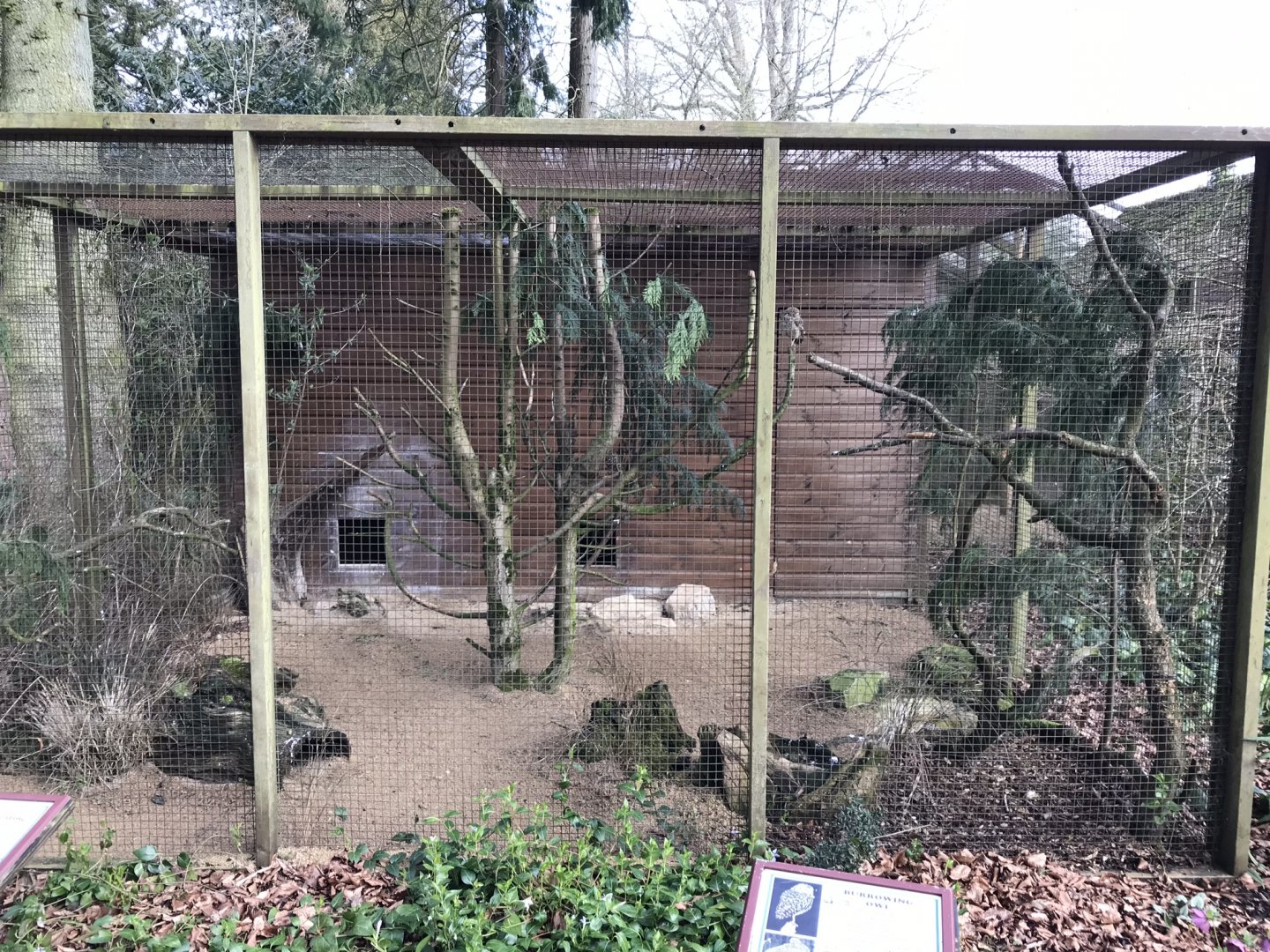 Burrowing owl aviary 250318