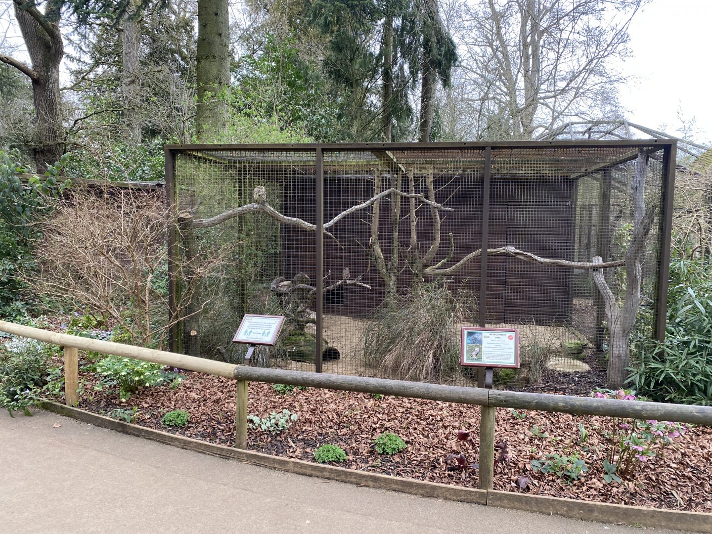 Burrowing owl aviary 280222