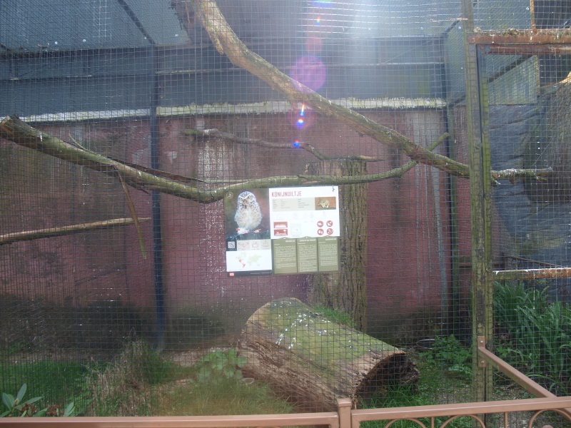 Burrowing owl aviary (April 19th, 2015)