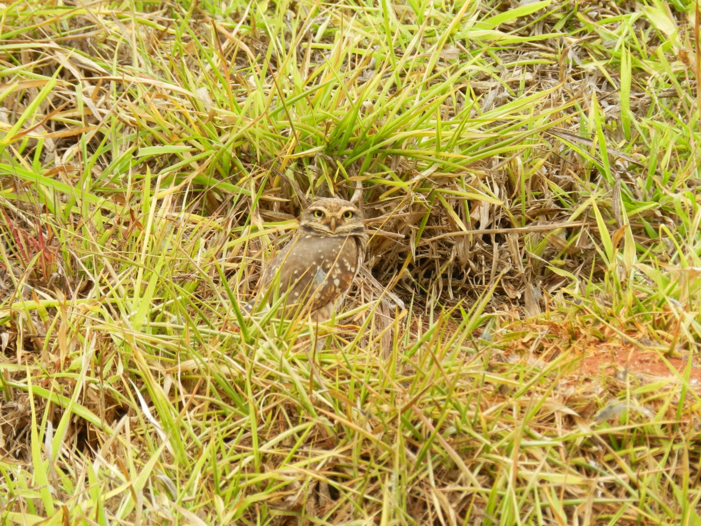 Burrowing owl - Belo Horizonte, MG Brazil