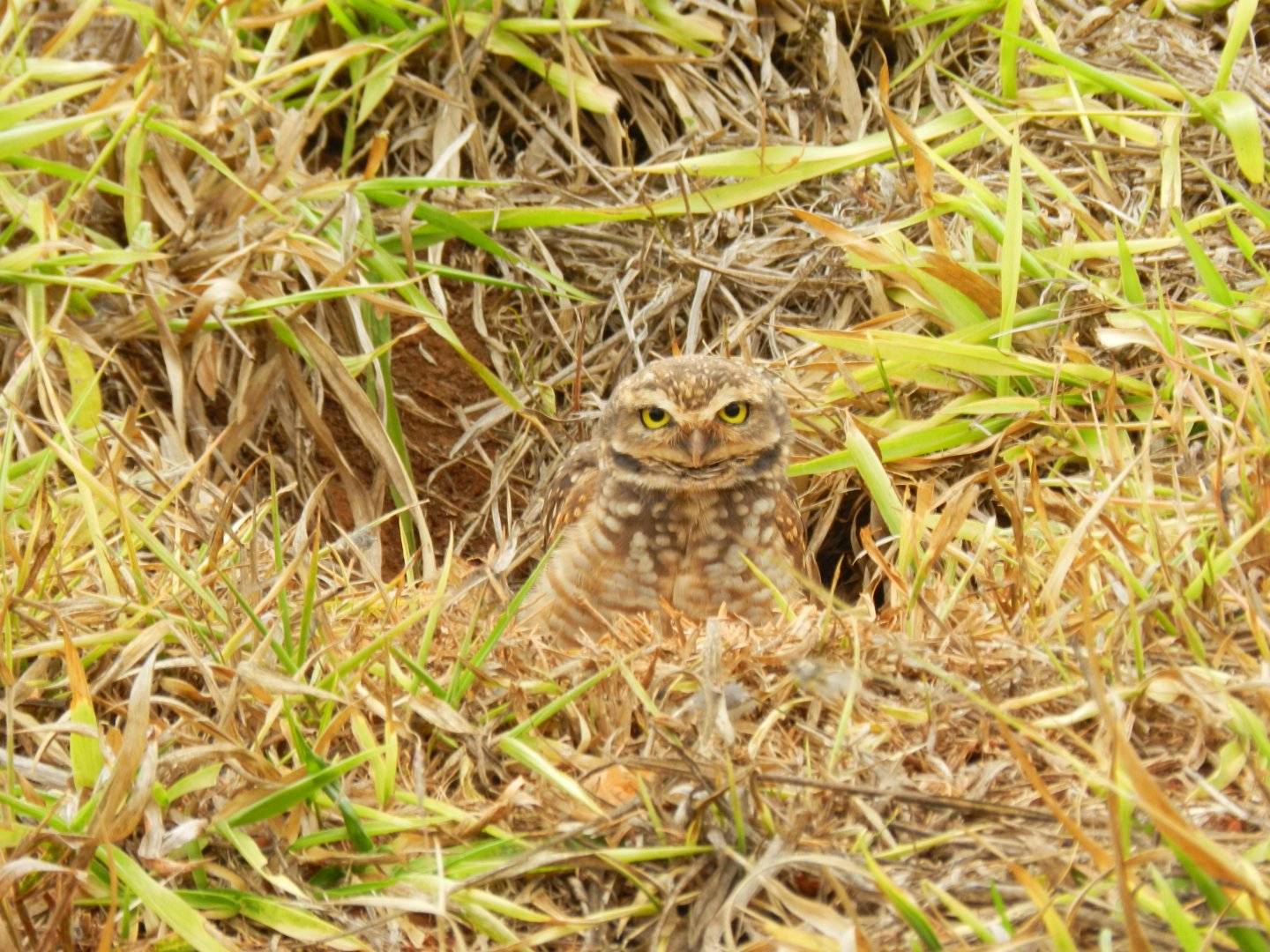 Burrowing owl - Belo Horizonte, MG Brazil