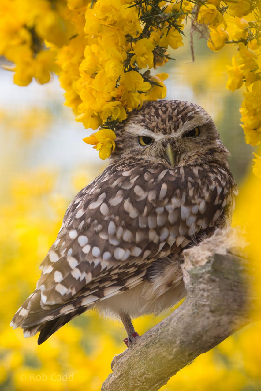 Burrowing owl : Birdland : 19 Apr 2015