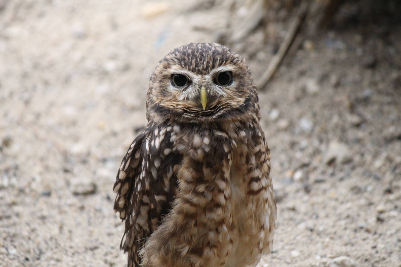 Burrowing owl, Burgers' Desert