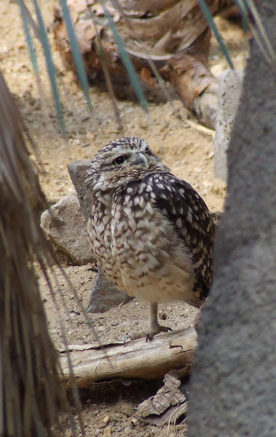 Burrowing Owl, Burgers Desert