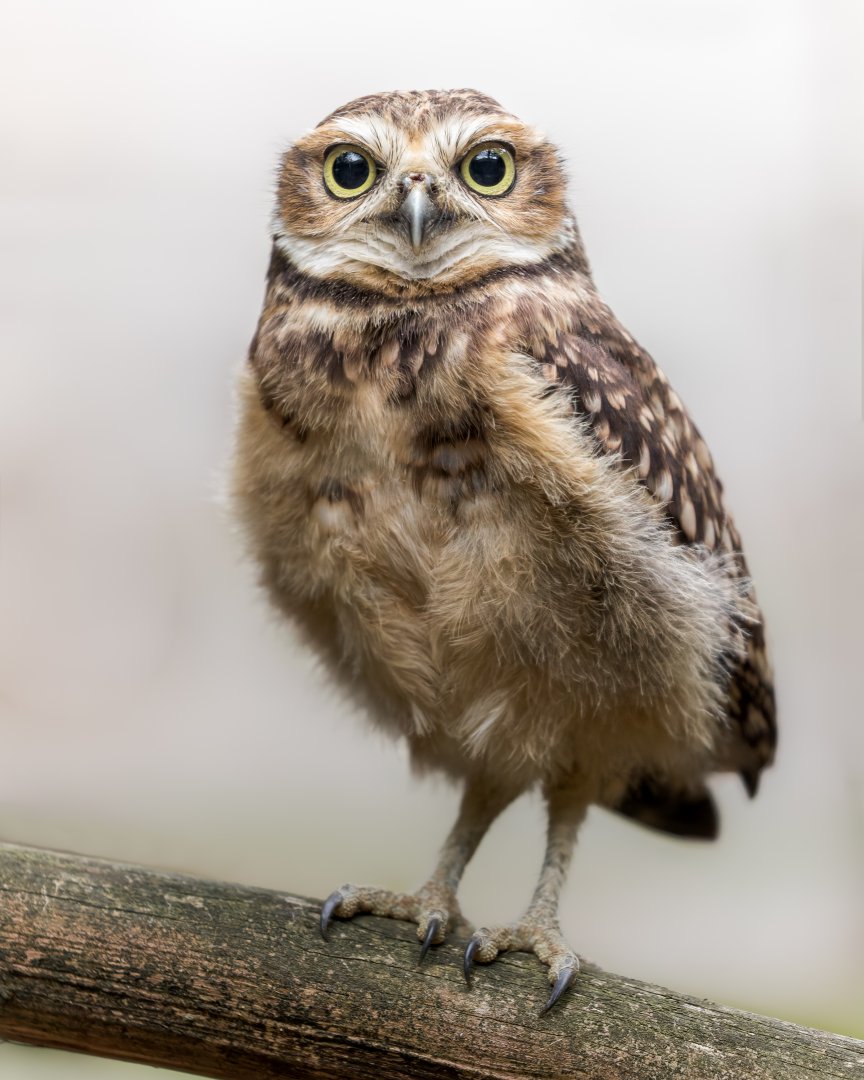 Burrowing Owl Chick / 27-7-22 / Hamerton