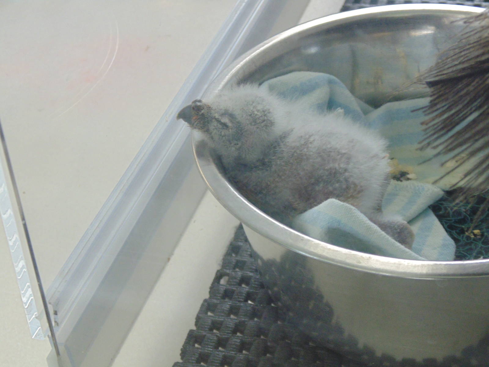 Burrowing Owl Chick in Avian Care Center