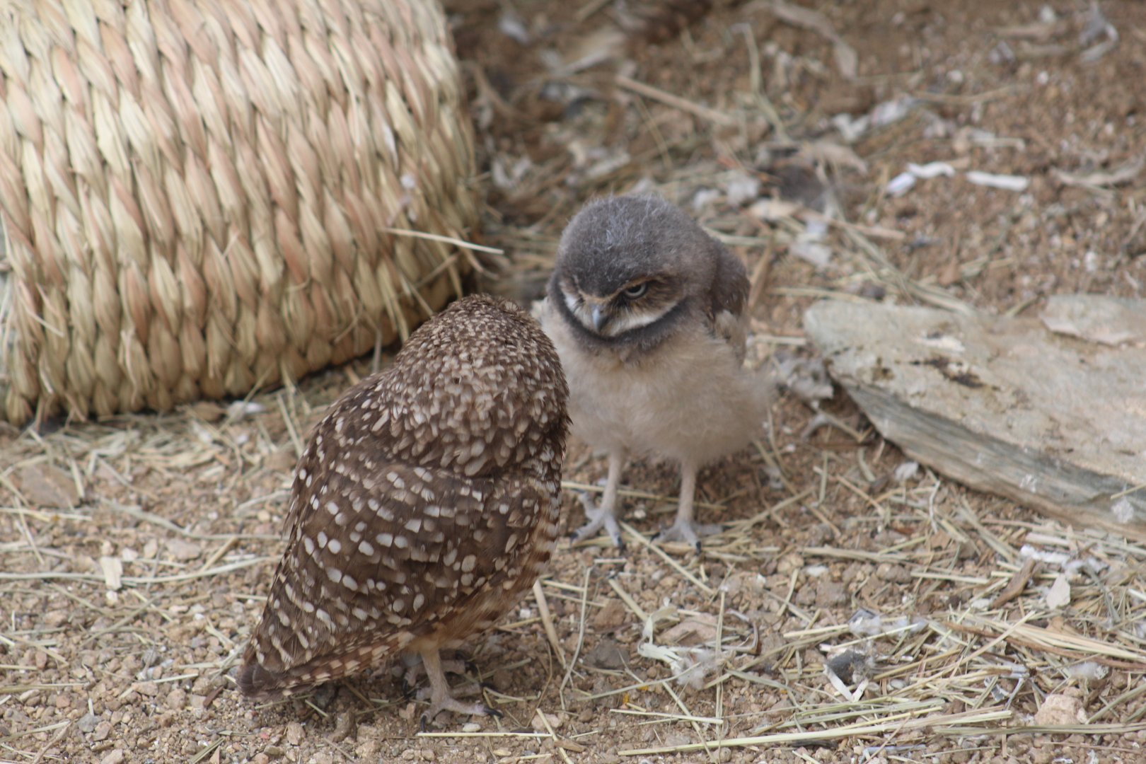 Burrowing Owl Chick