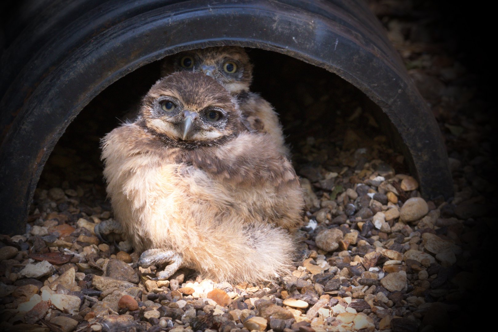 Burrowing Owl Chicks / Hamerton / 4-7-19