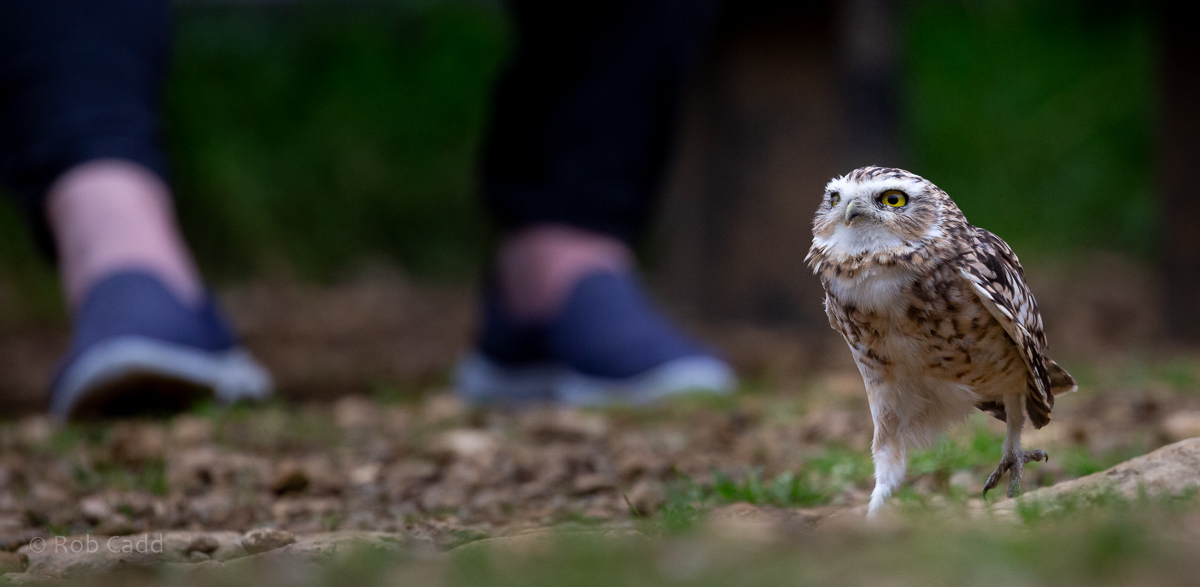 Burrowing owl : Cotswold Falconry Centre : 04 Sep 2020