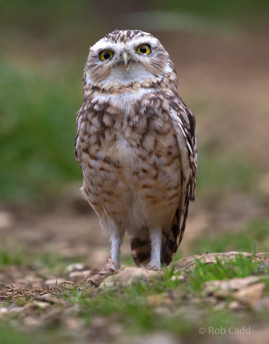 Burrowing owl : Cotswold Falconry Centre : 04 Sep 2020