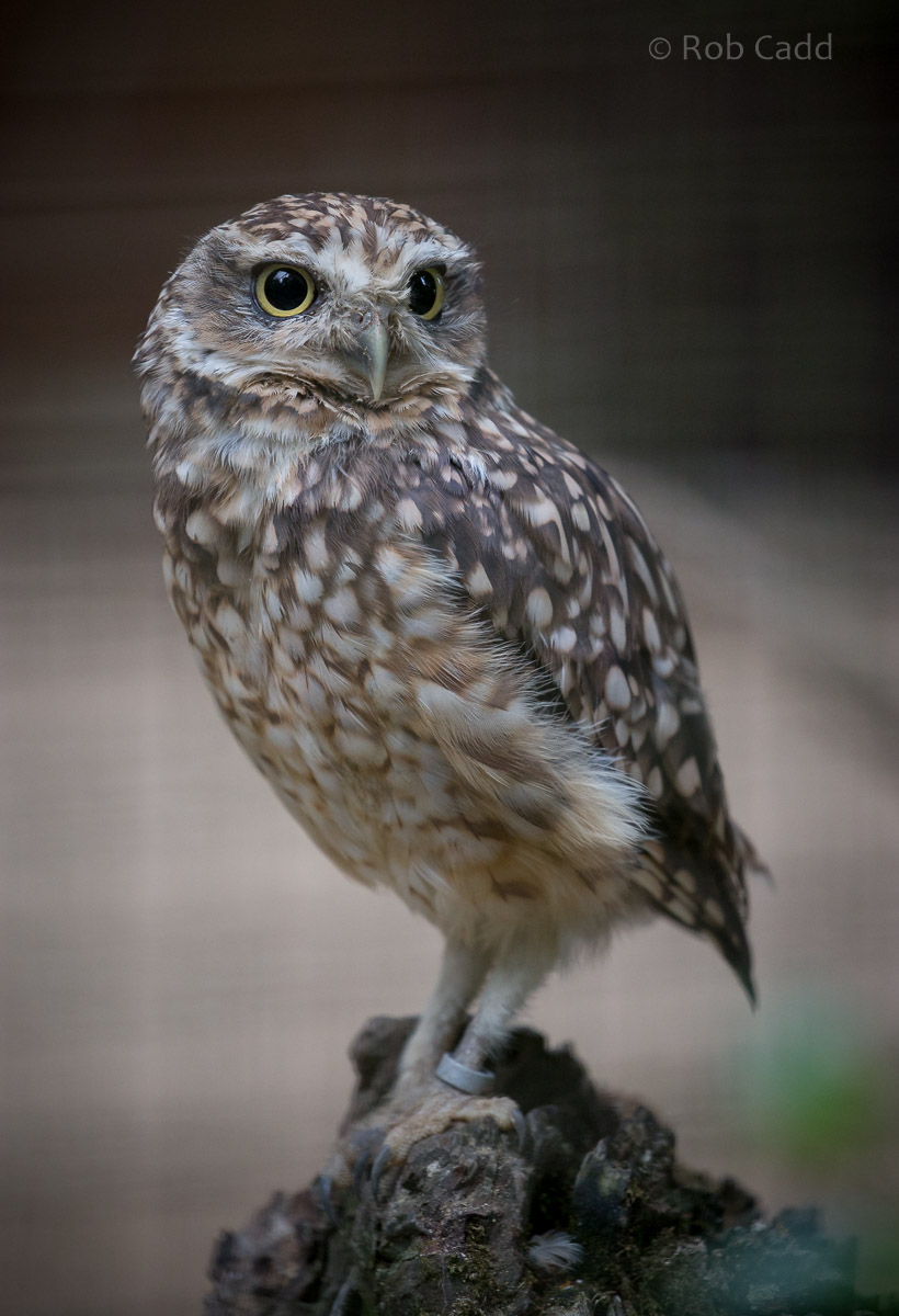Burrowing owl : Cotswold WP : 29 Jul 2016
