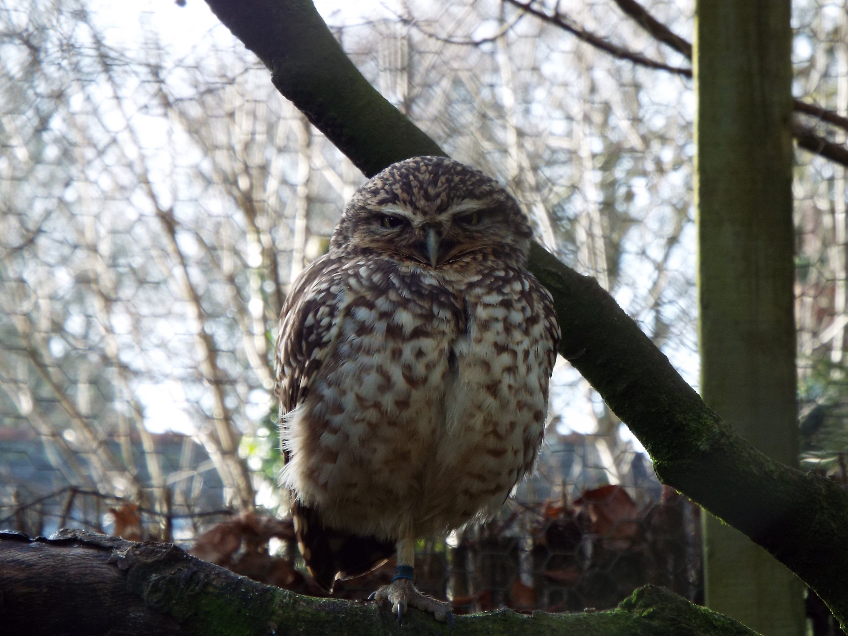 Burrowing Owl, Dartmoor Zoo