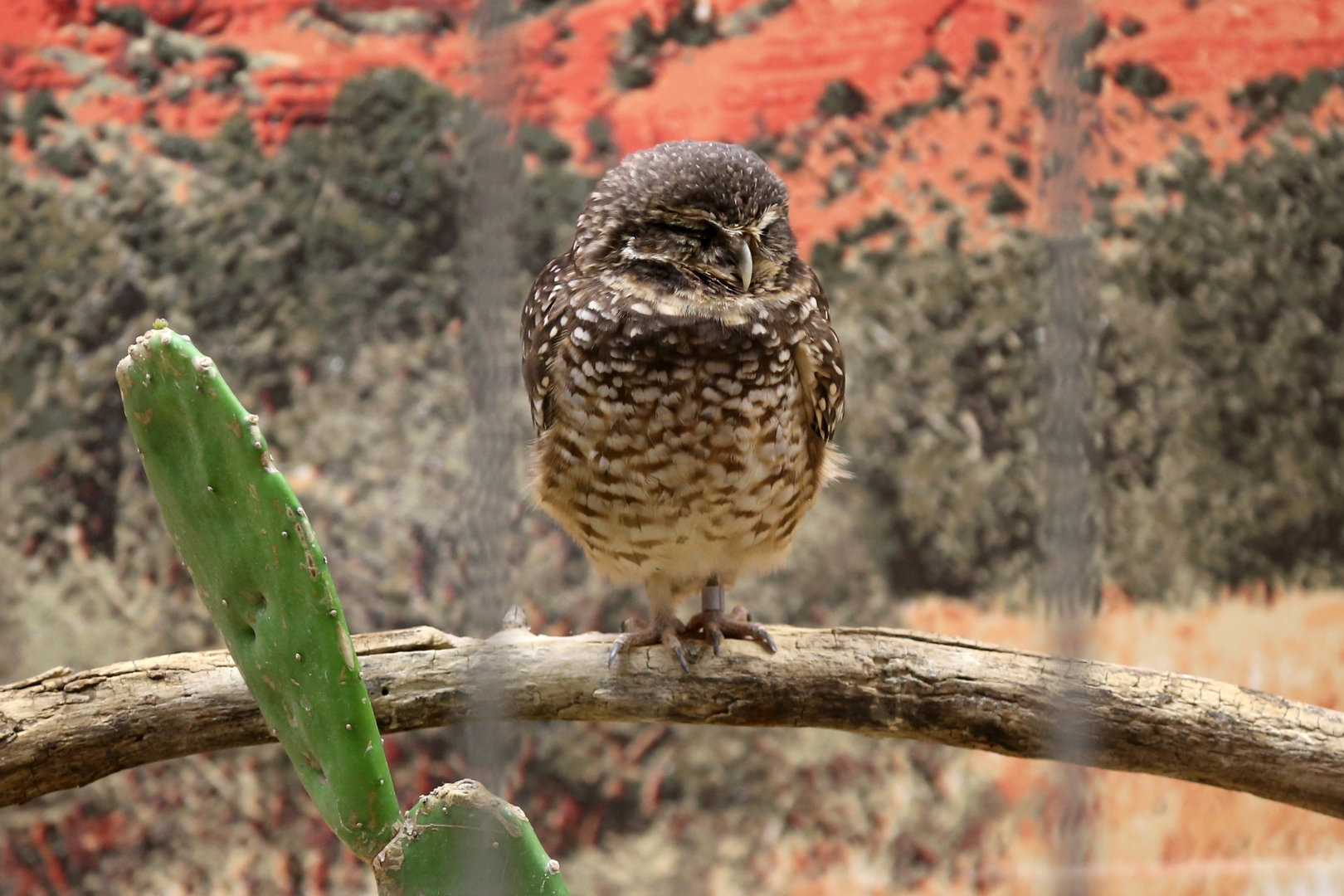 Burrowing Owl, December 2016