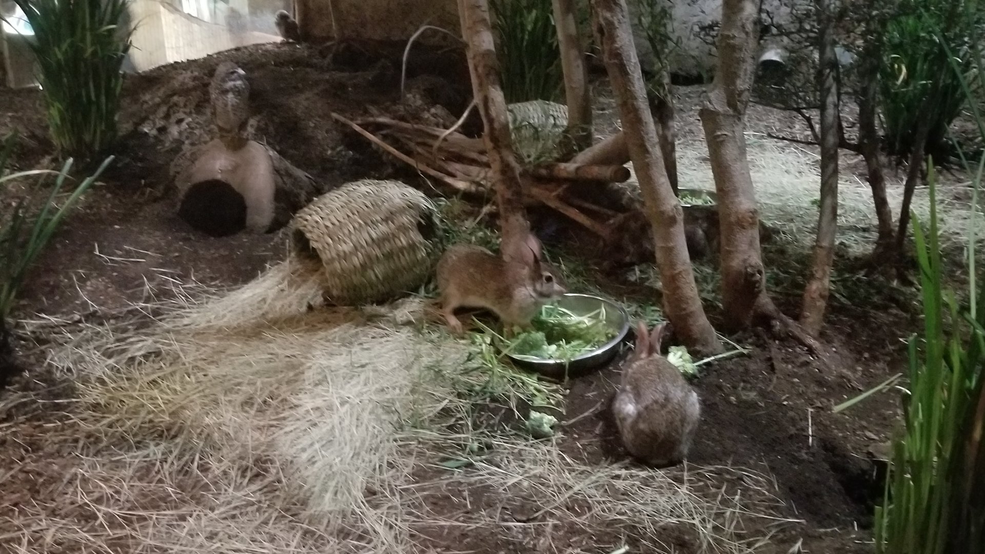 Burrowing owl, desert cottontail