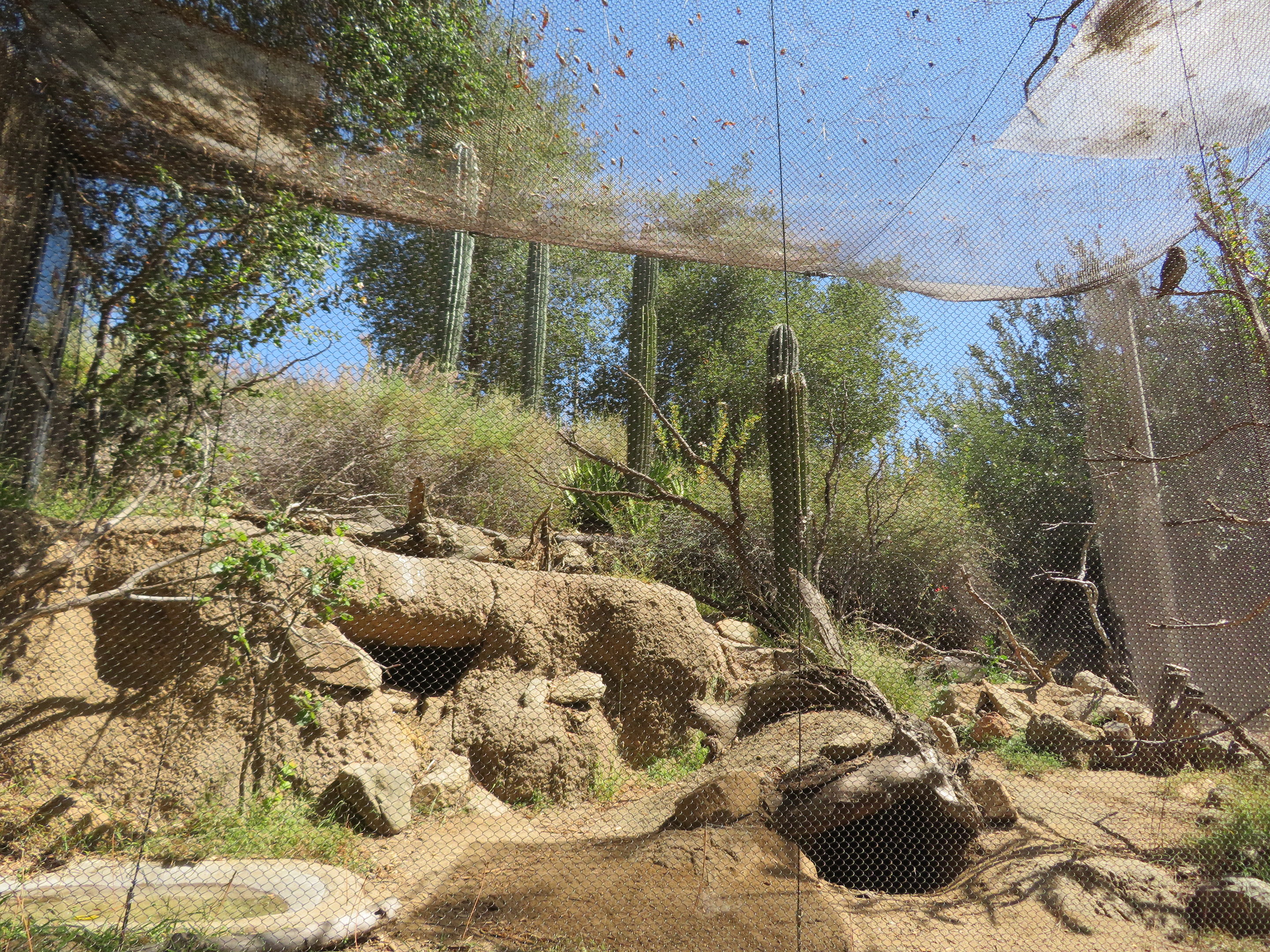 Burrowing Owl/Desert Tortoise Aviary