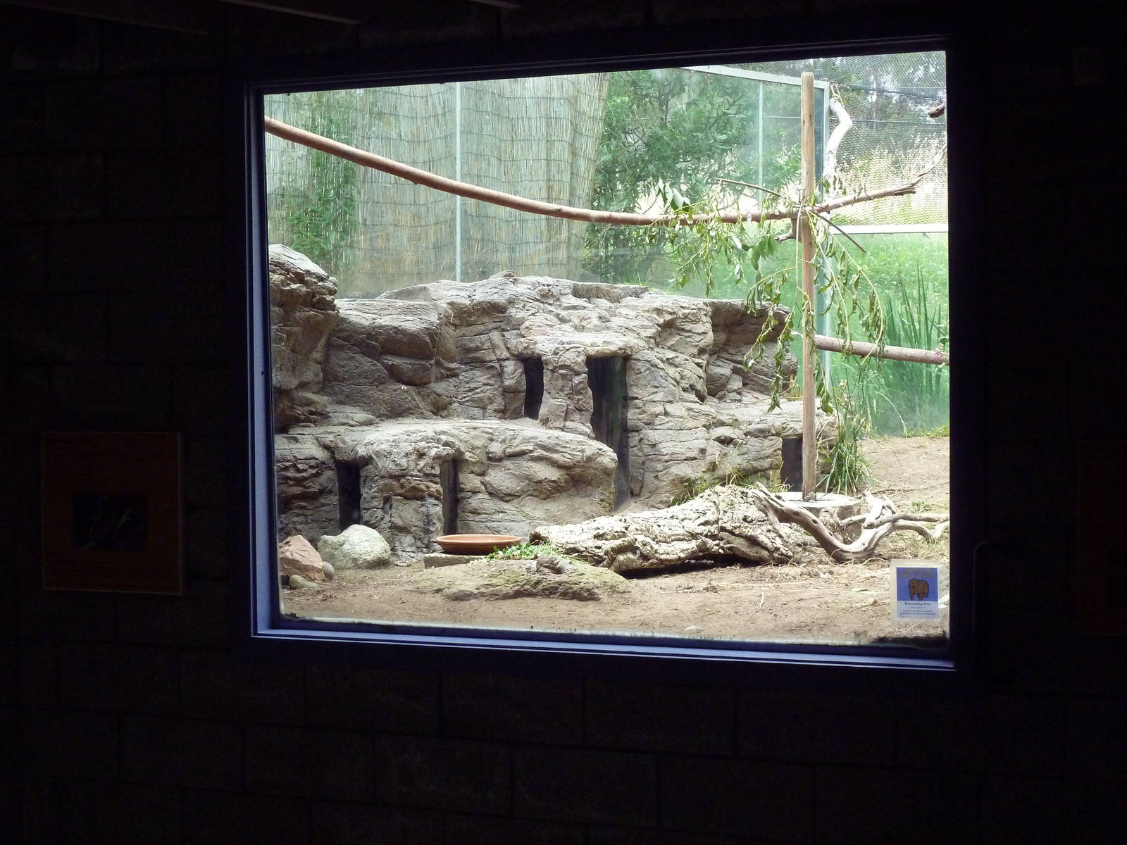 Burrowing Owl/Desert Tortoise Exhibit