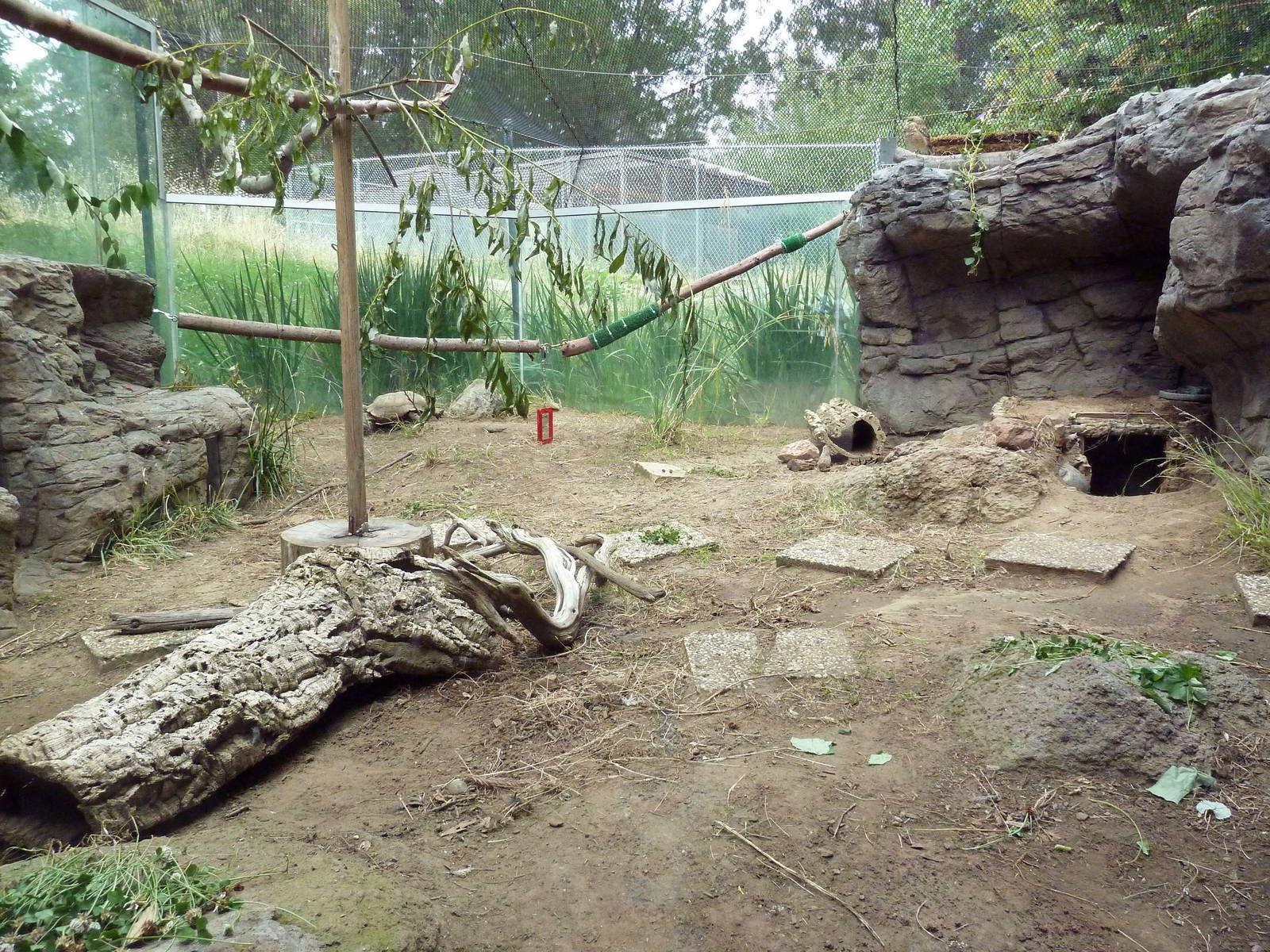 Burrowing Owl/Desert Tortoise Exhibit