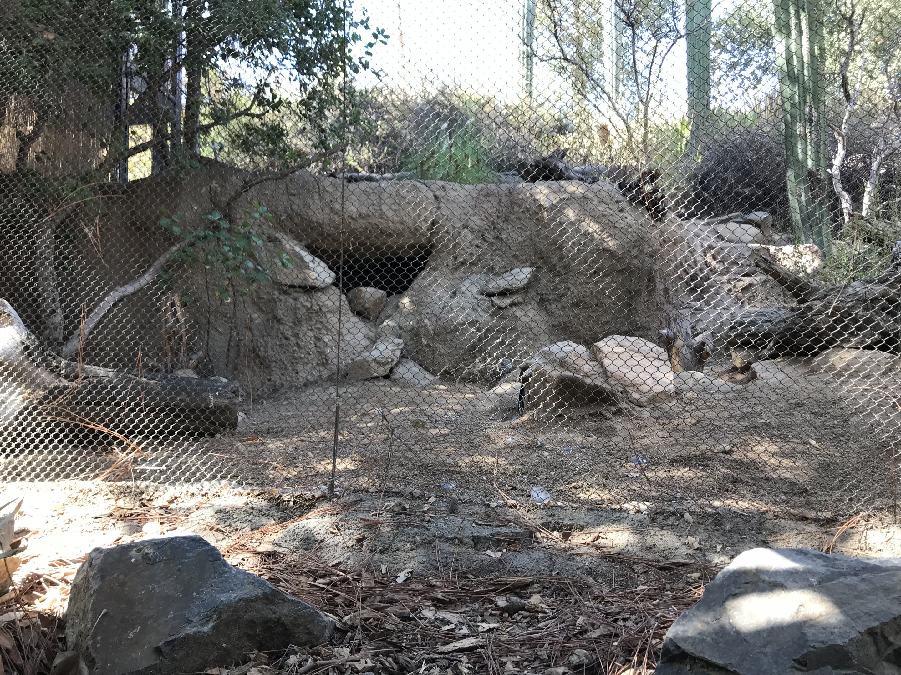 Burrowing Owl/Desert Tortoise Exhibit