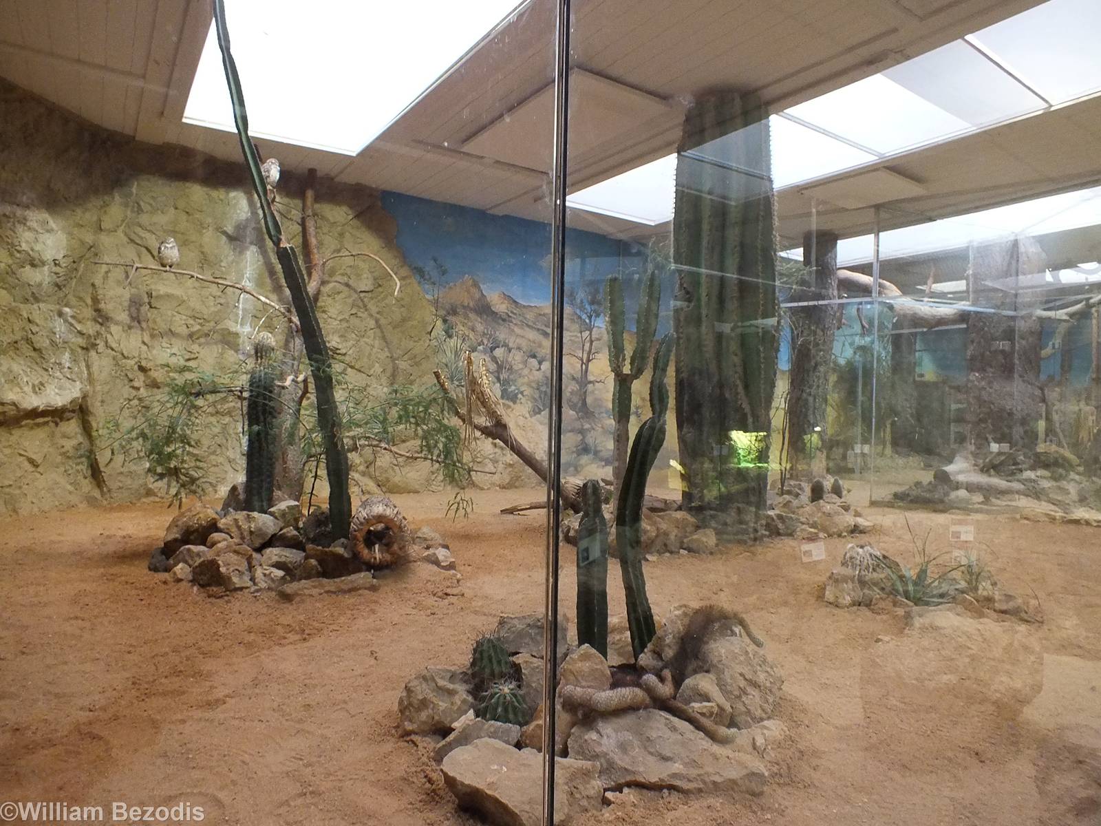 Burrowing Owl Enclosure - Sonora House