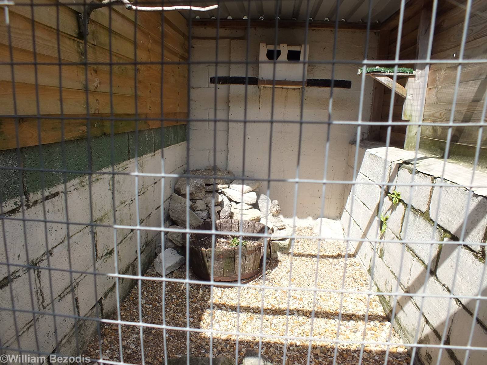 Burrowing Owl Enclosure