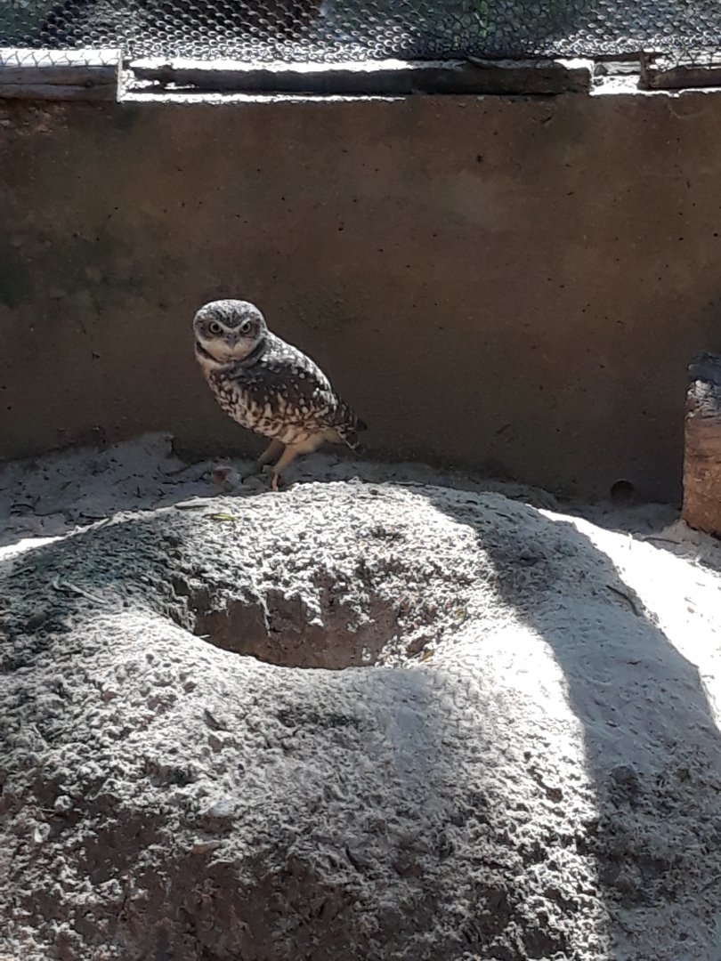Burrowing owl ever alert