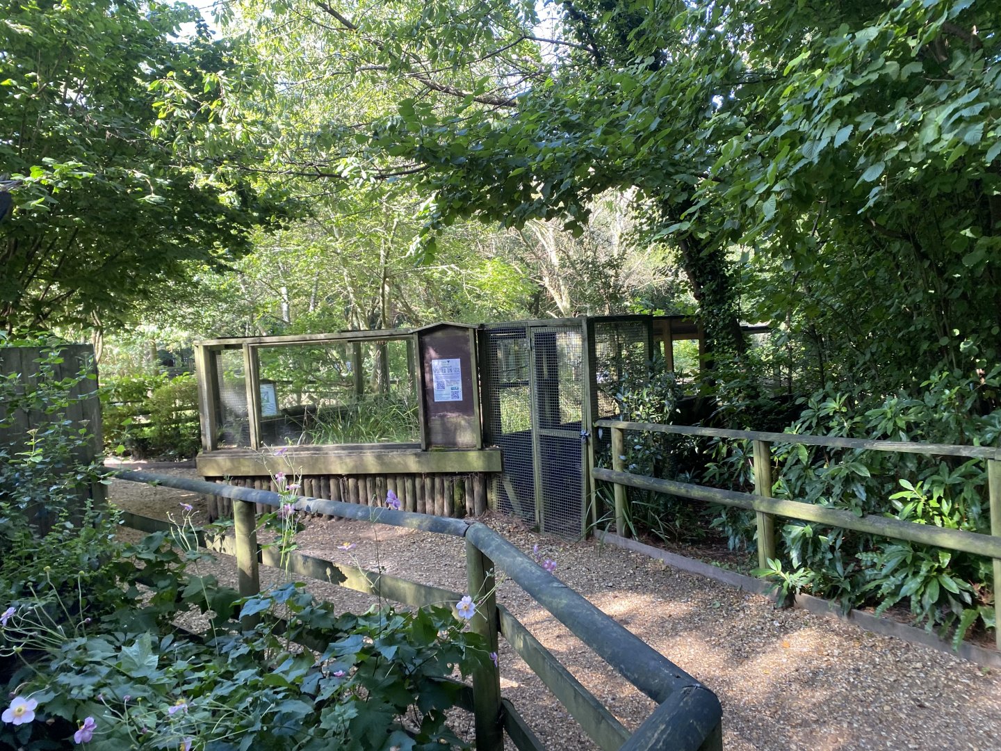 Burrowing owl exhibit 130924